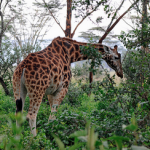 Volunteering: enjoy a different kind of vacation  