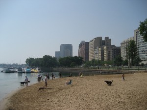 dog-beach-chicago